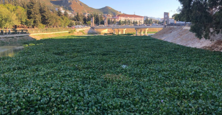 Asi Nehri’nde su sümbülü istilası