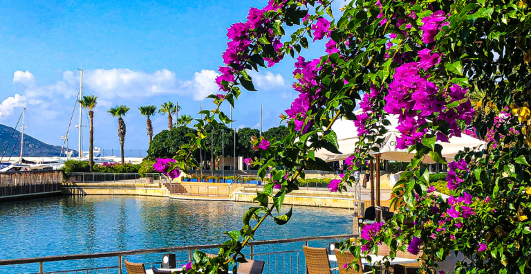 BODRUM’A DENİZDEN ‘TURİST’ BEREKETİ