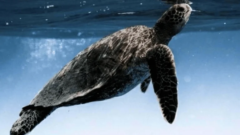 DALYAN’DA SEZONUN İLK CARETTA CARETTA YUVASI BELİRLENDİ