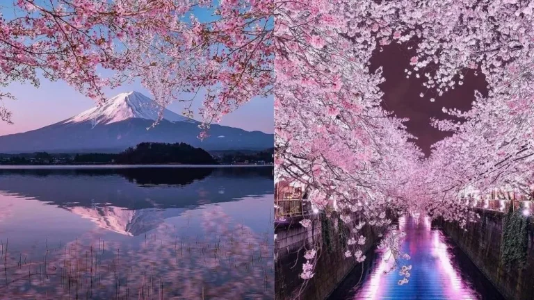 JAPONYA’DA SAKURA SEZONU ERKEN BAŞLADI