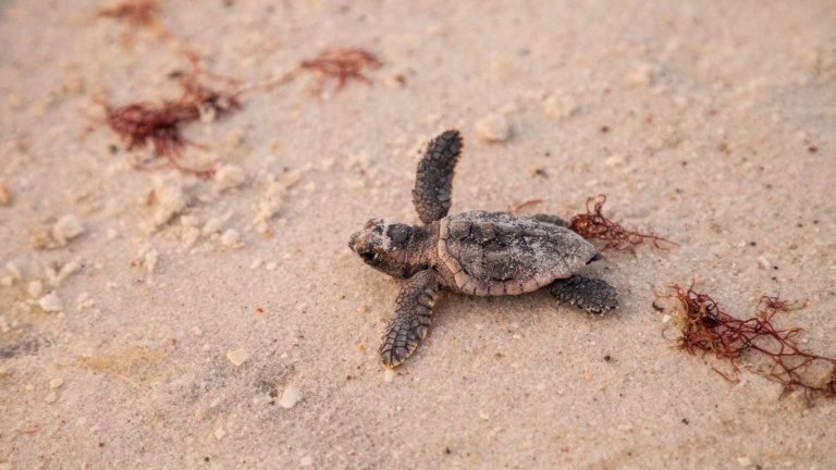 DİDİM’DE 2026’NIN İLK CARETTA CARETTA YUVASI TESPİT EDİLDİ